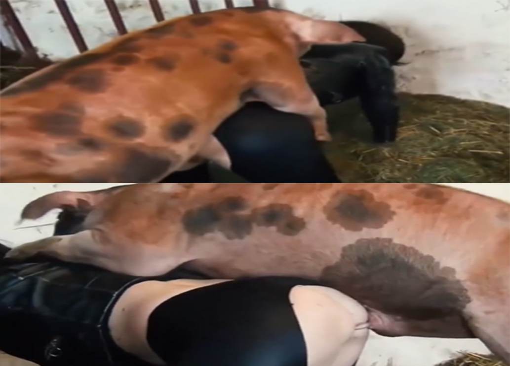 人兽系列猪八戒成功内射流出大量精液