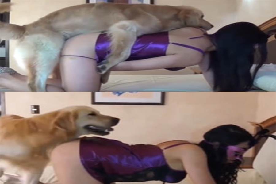 人兽军犬大金毛的姿势真标准