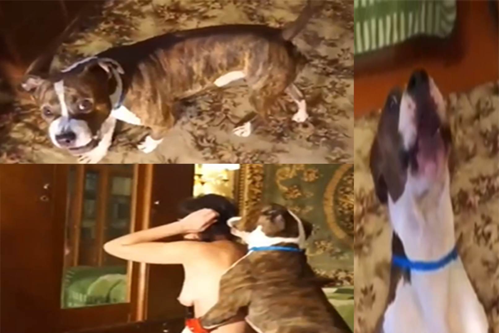 人兽黑狗大战少妇肥逼