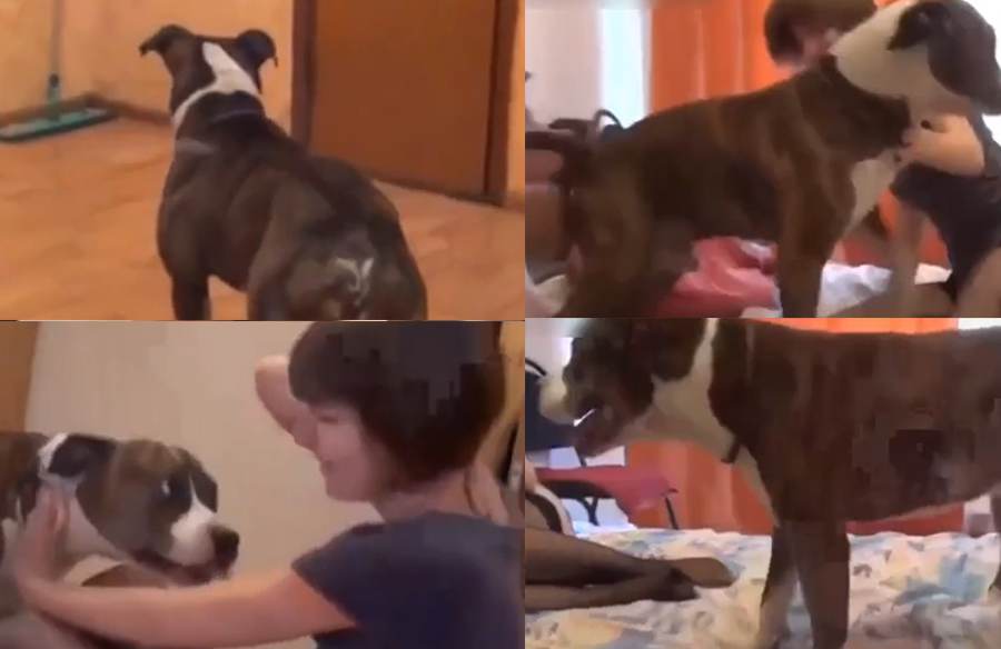 黑丝美少女和狗狗肛交被锁住深情人狗系列