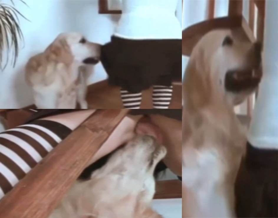 炸裂人兽-泰迪操女主人寂寞人妻和自己养的泰迪干上了